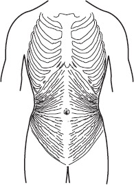 The breathing powerhouse The transverse abs which fan out from the middle - photo 3