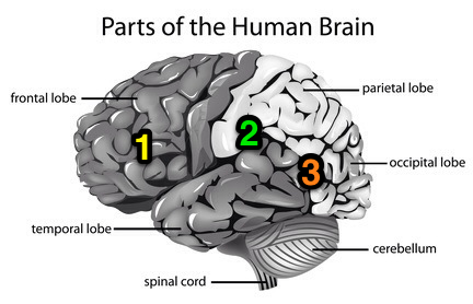 The first area for reading is in the front partof the brain This area of the - photo 1