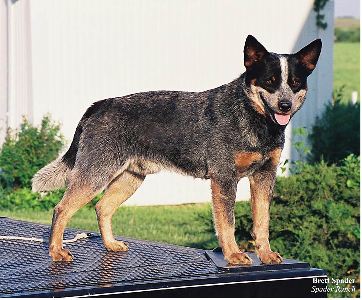 Blue Heelers a beautiful dog breed have a completely unique appearance At - photo 3