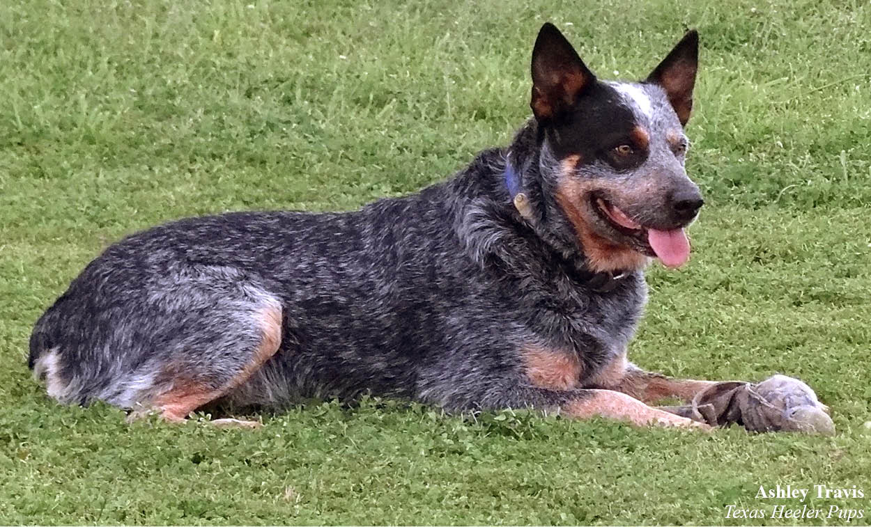 CHAPTER 1 Spotting a Blue Heeler Blue Heelers a beautiful dog breed have - photo 2