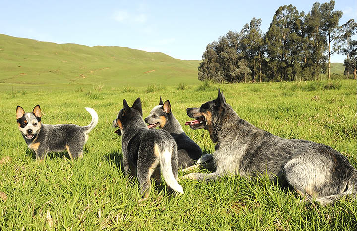 The Blue Heeler is a very hard working and intelligent dog That means that it - photo 4