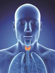 The thyroid is located in front ofthe trachea which is located in the neck It - photo 1