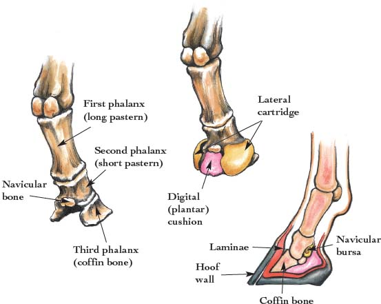 Navicular bone Also referred to as the distal sesamoid the navicular bone - photo 4