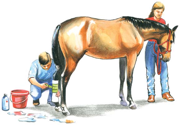 First Aid Basics E nsuring that your horse receives proper veterinary care is - photo 1