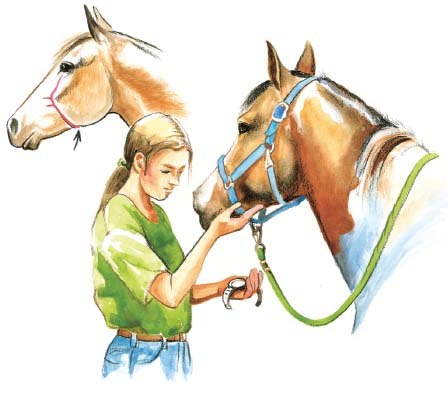 Determine your horses respiration rate by watching her rib cage flank or - photo 4