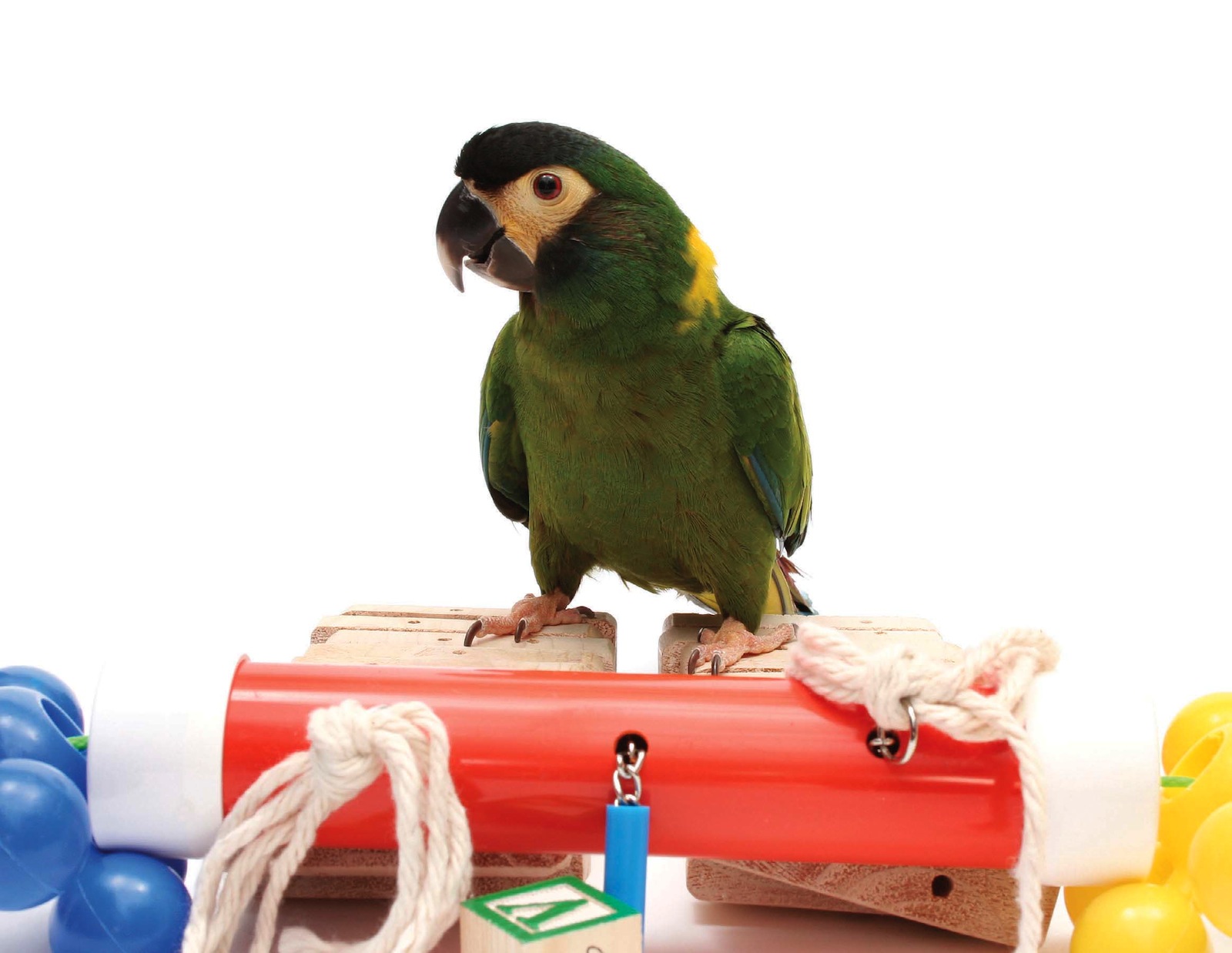 A yellow-collared macaw enjoys some solo time with his colorful toys Solo - photo 7