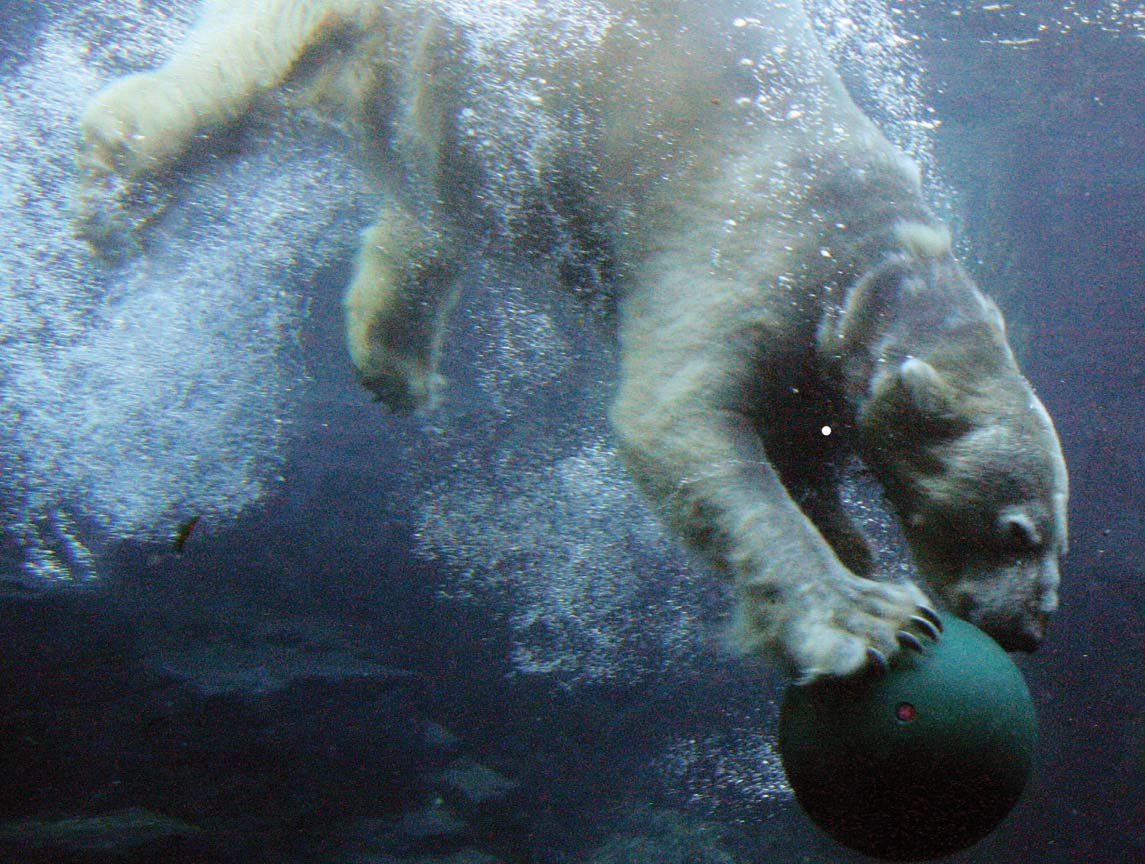 WHEN CAPTIVE POLAR BEAR Gus began exhibiting obsessive-compulsive behaviors - photo 2