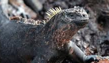 Lava Lizards There are 22species of Lava Lizards 9 of these are endemic to the - photo 6