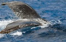 Sea Fur Lions The Galpagossea lion is a species of sea lion that exclusively - photo 8