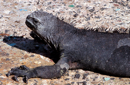 Mammals The Galpagosislands have everything that range from sea lions humpback - photo 7