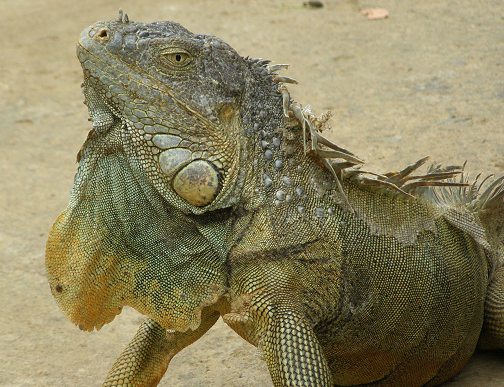 Marine Iguanas The dragons ofthe Galapagos the marine iguanas clamber over each - photo 5