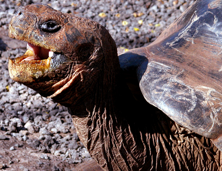 Turtles The Galpagosgreen turtle is a subspecies of the green sea turtle It is - photo 3