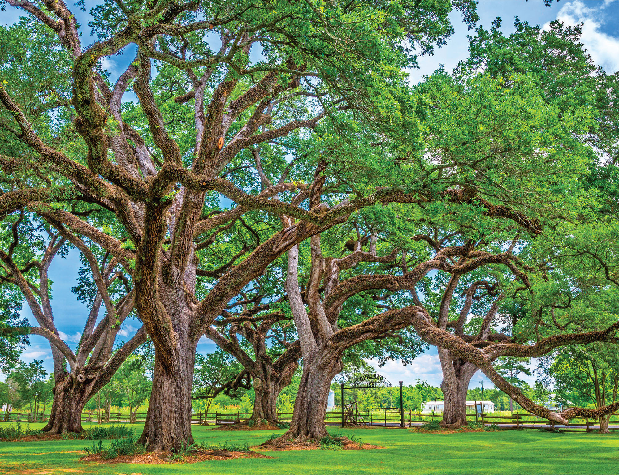 INGE JOHNSSONALAMY STOCK PHOTO Oak trees planted in the early 19th century - photo 3