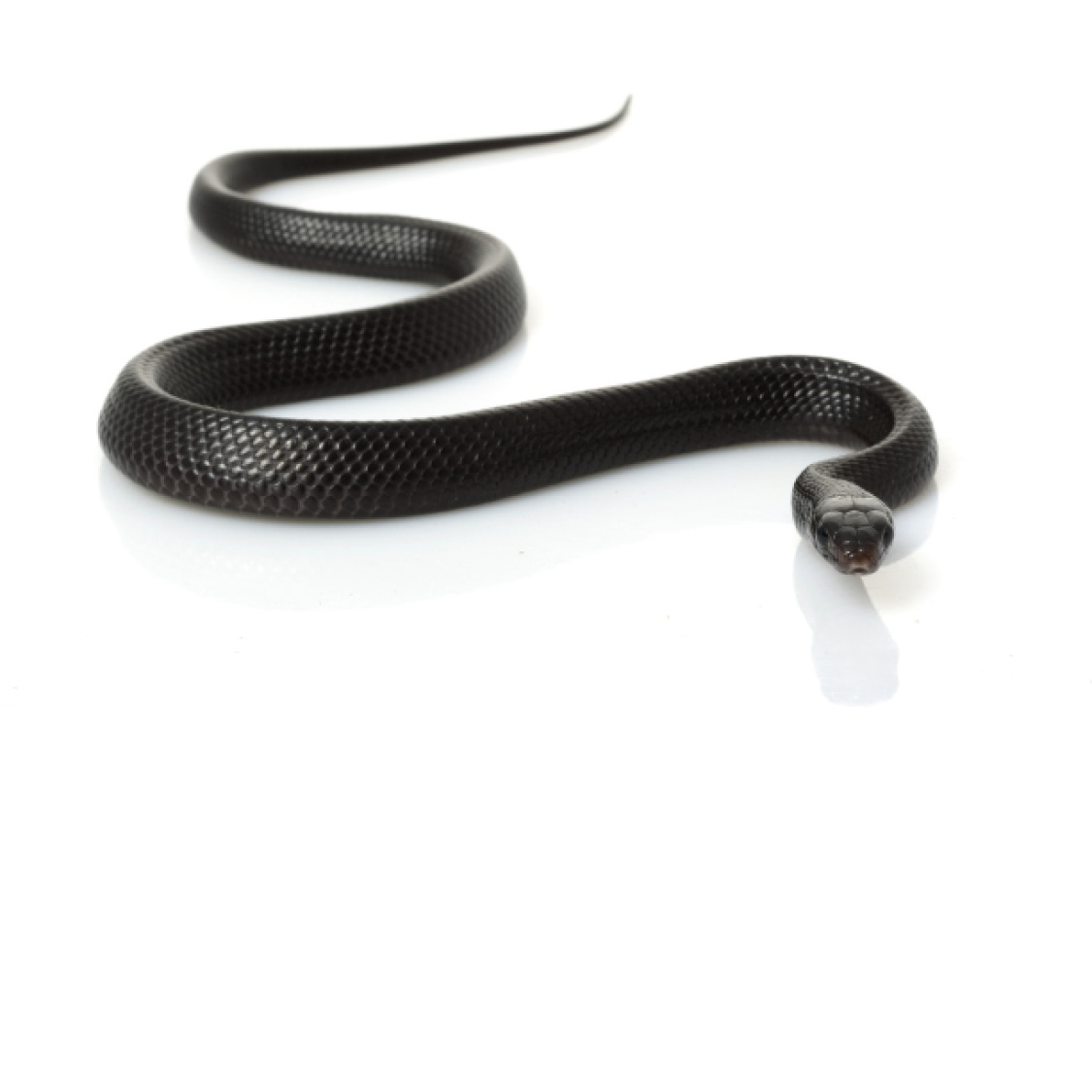Eastern Indigo Snake Eastern King Snake Egyptian Cobra - photo 34