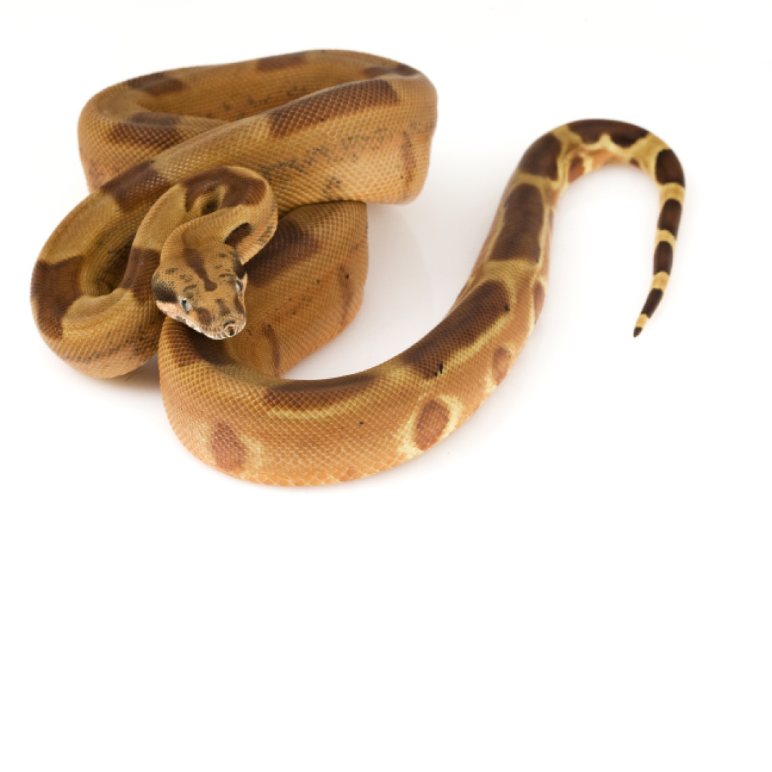 Boa Constrictor California Kingsnake Corn Snake - photo 31