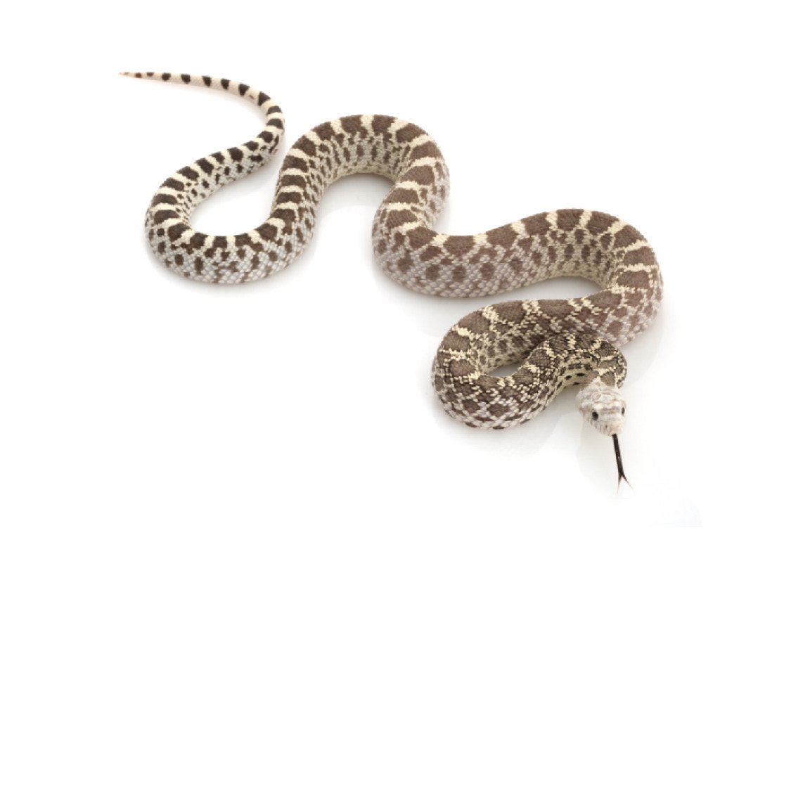 Ghost Bull Snake Ghost Honduran Milk Snake Grass Snake - photo 37