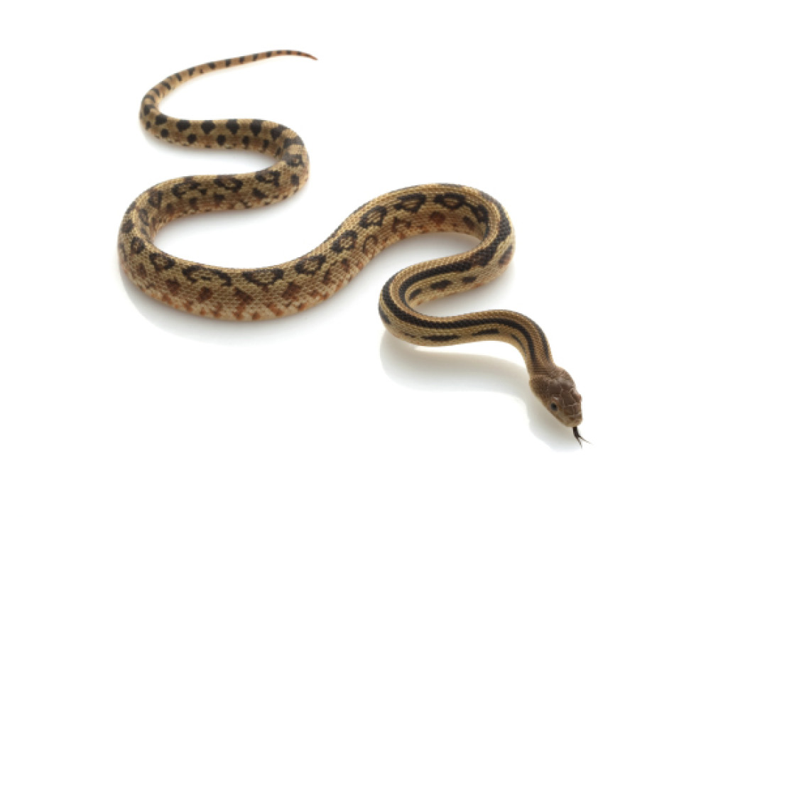 Mexican Lined Gopher Snake Pacific Gopher Snake Pastel Ball Python - photo 43