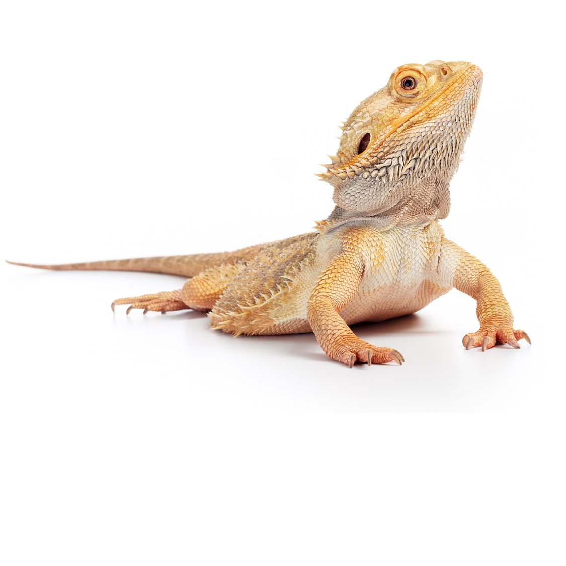 Bearded Dragon Blue-tongued Skink Brown Spotted Gecko - photo 4