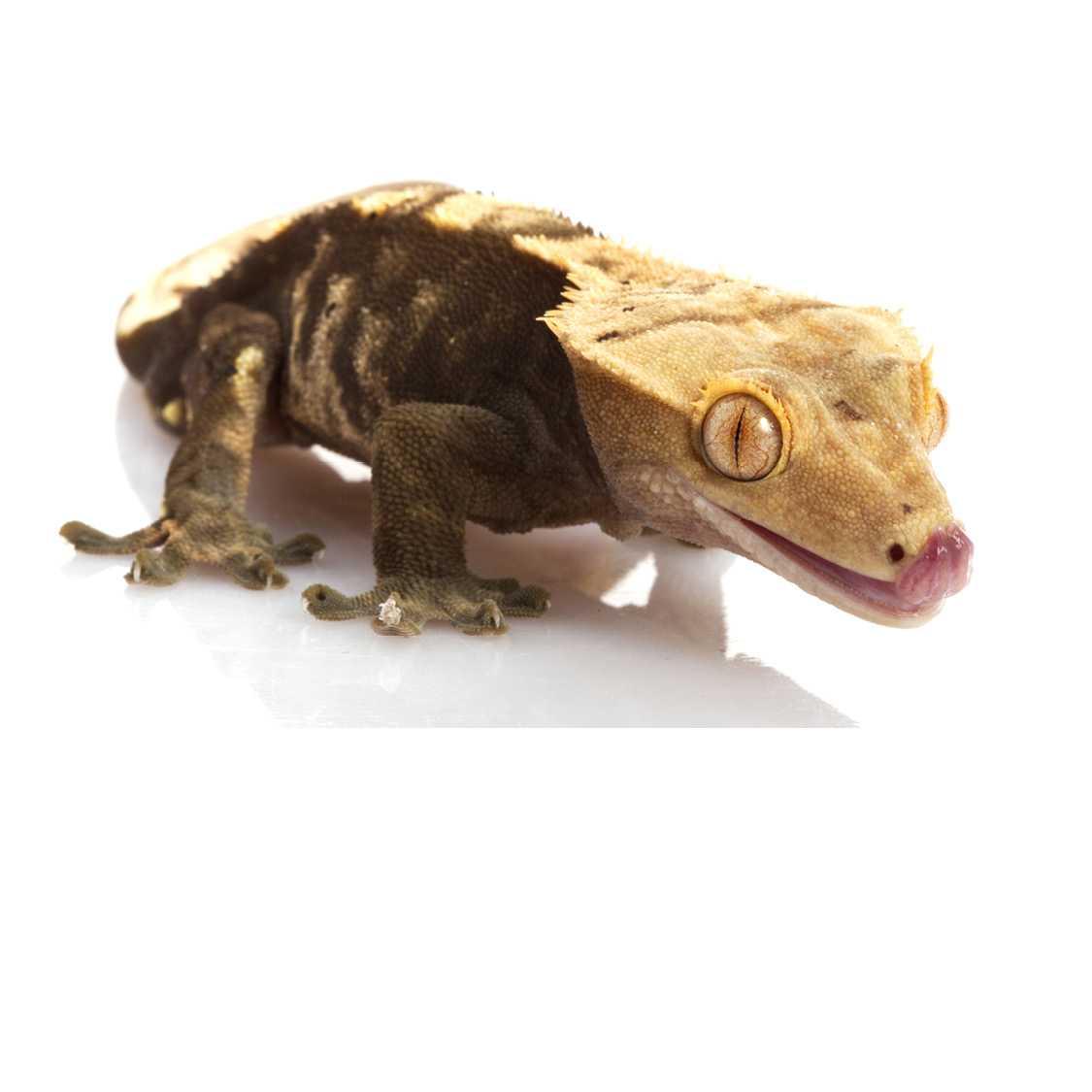 Crested Gecko Frill-Necked Lizard Gecko - photo 11