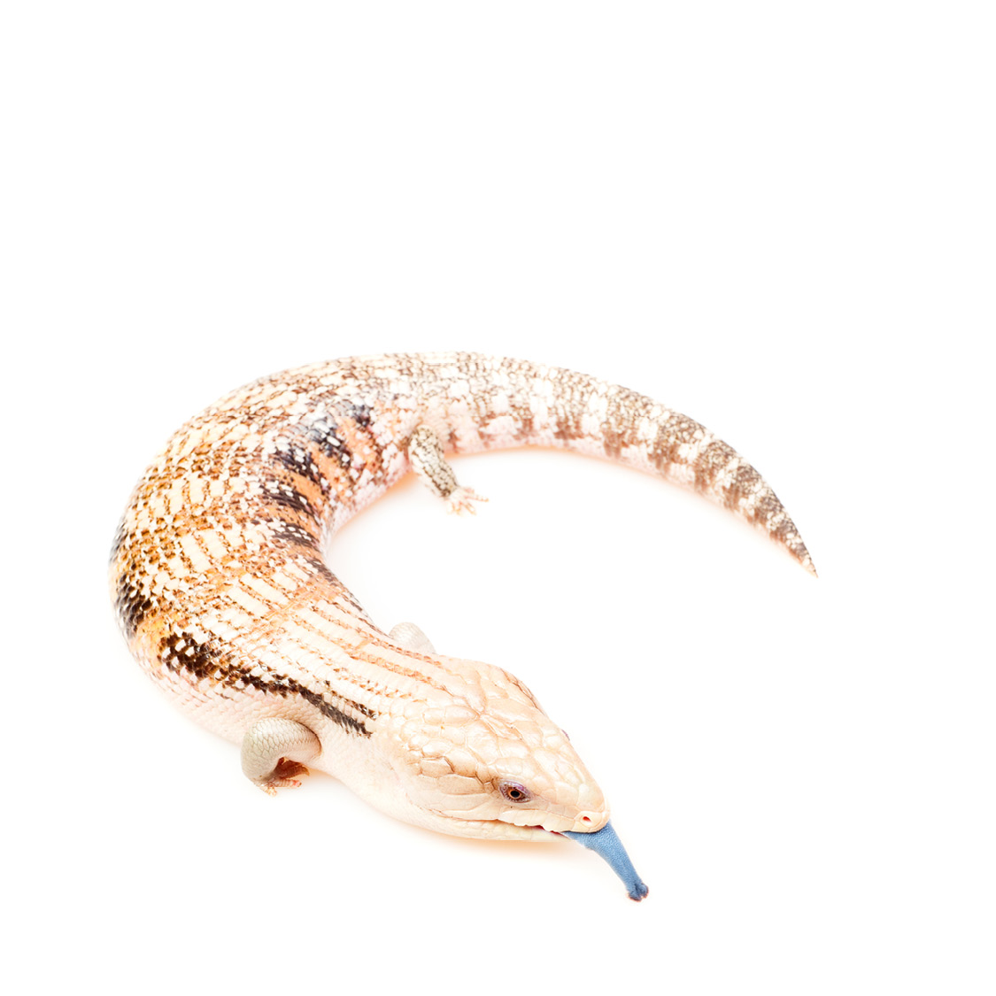 Blue-tongued Skink Brown Spotted Gecko Brown Striped Lizard - photo 5