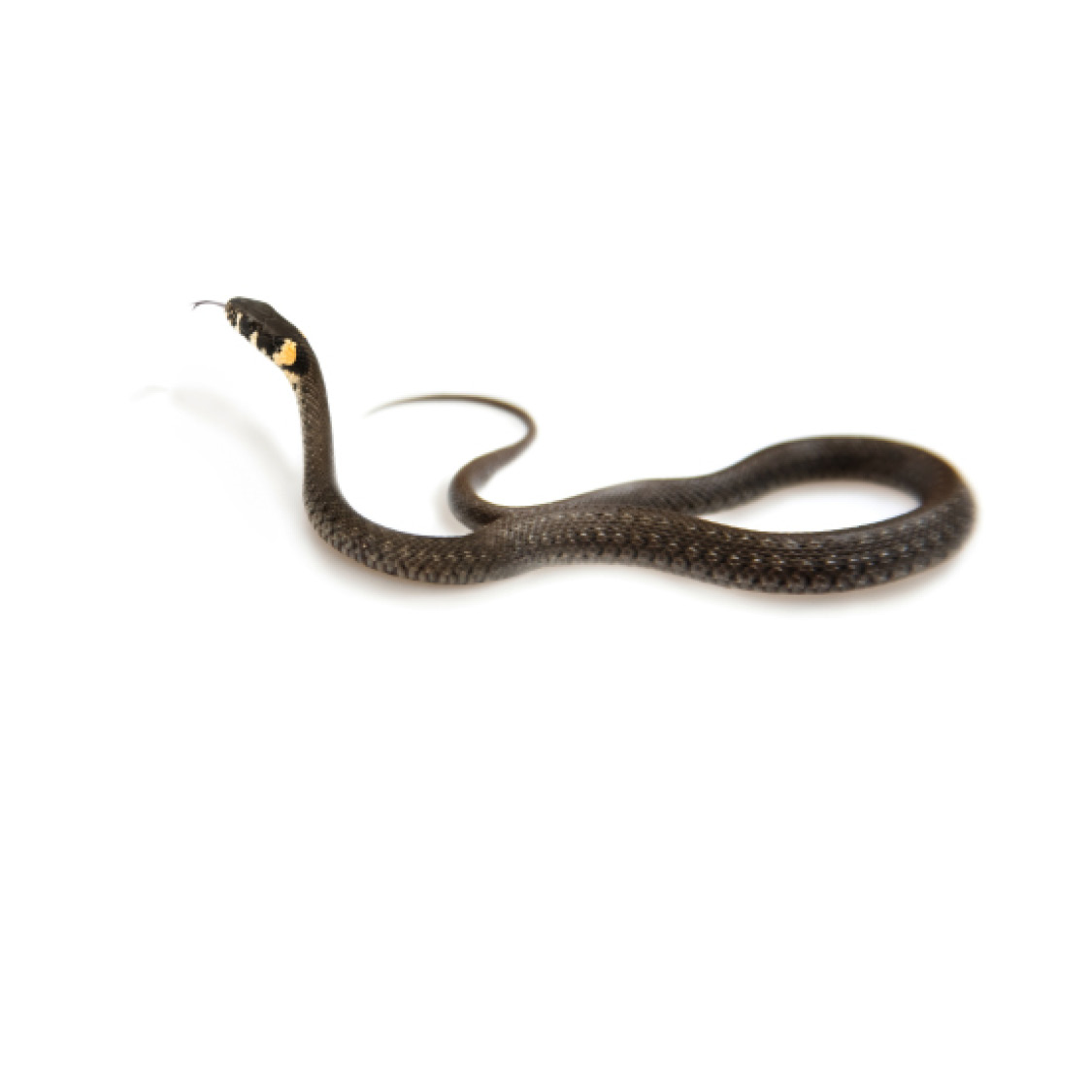 Grass Snake Honduran Milk Snake Killer Bee Royal Python - photo 39