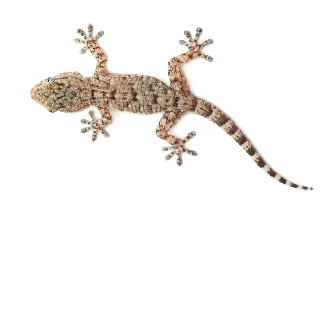 Brown Spotted Gecko Brown Striped Lizard Chameleon - photo 6