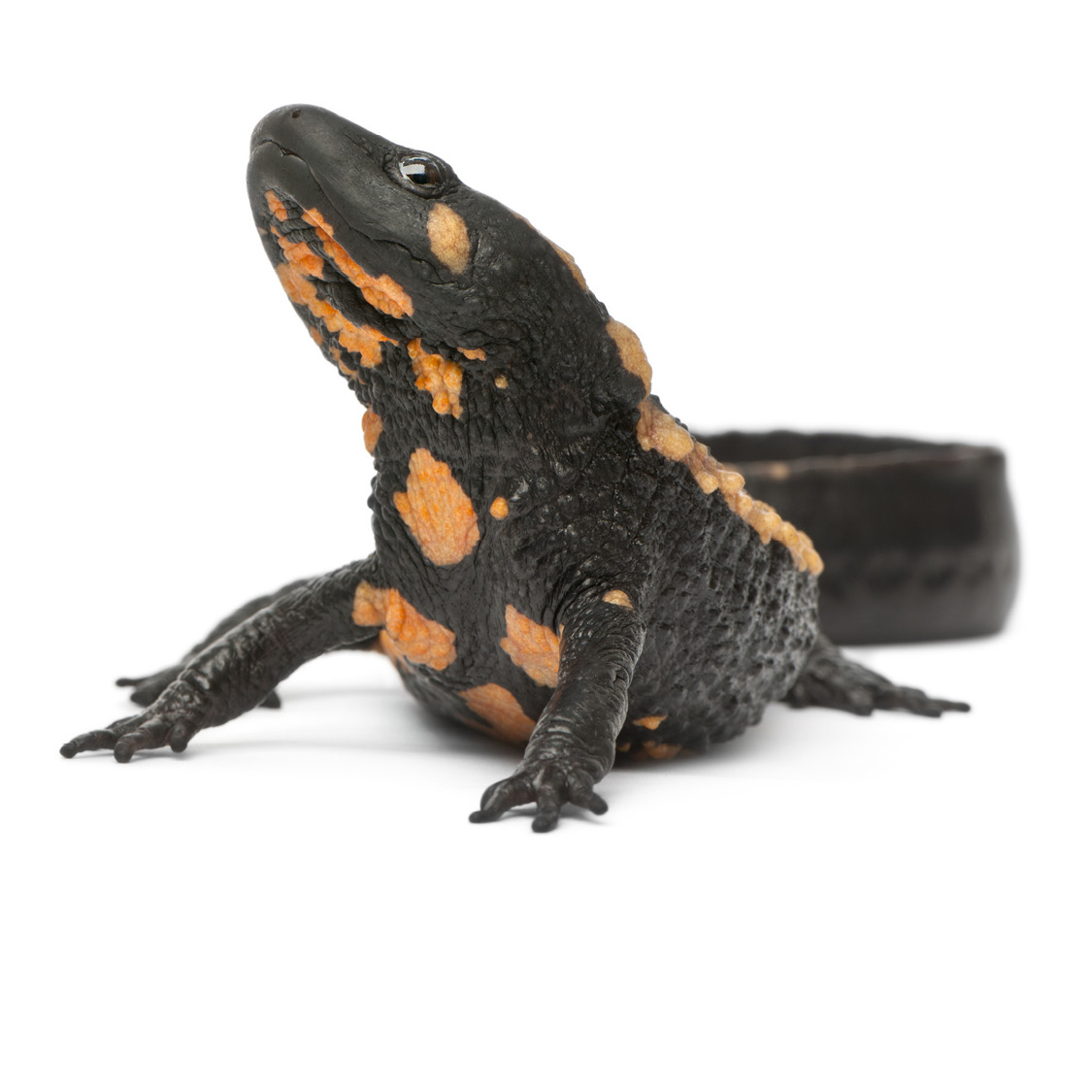 Laos Warty Newt Leopard Gecko Monitor Lizard - photo 17