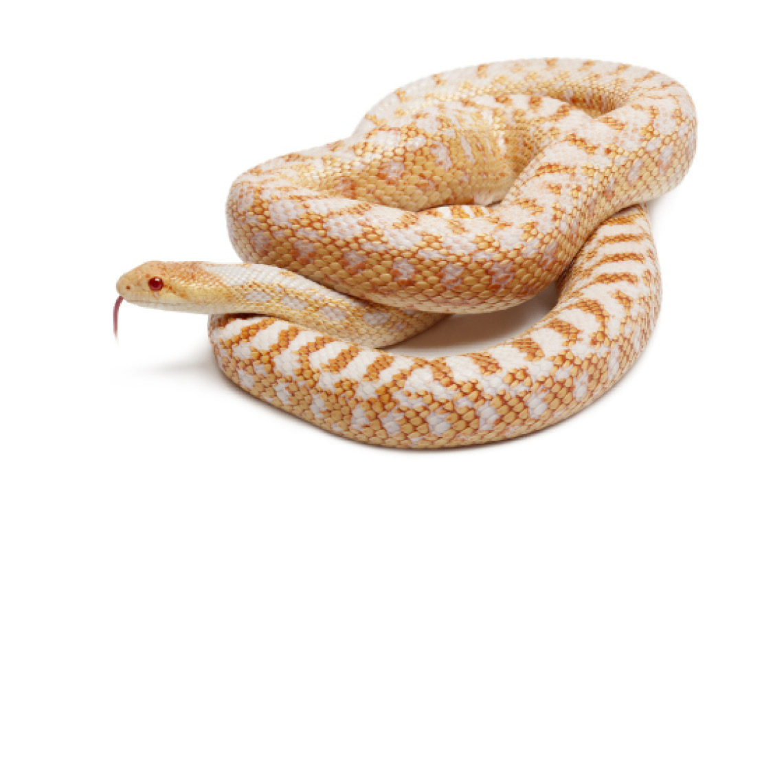 Pacific Gopher Snake Pastel Ball Python Pied Spider Royal Python - photo 44