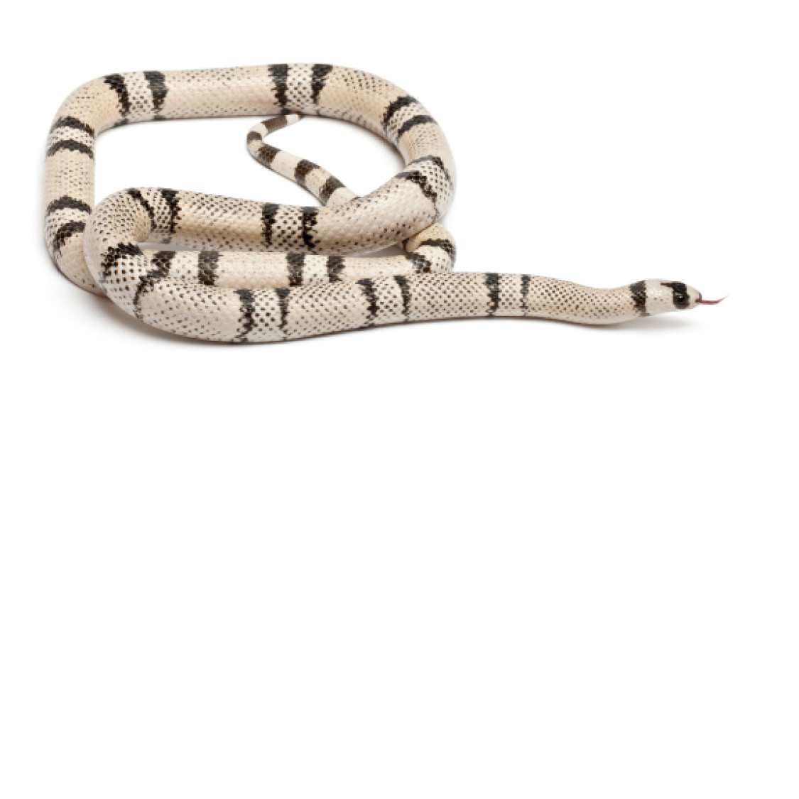 Ghost Honduran Milk Snake Grass Snake Honduran Milk Snake - photo 38