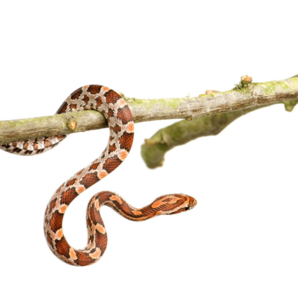 Corn Snake Eastern Indigo Snake Eastern King Snake - photo 33