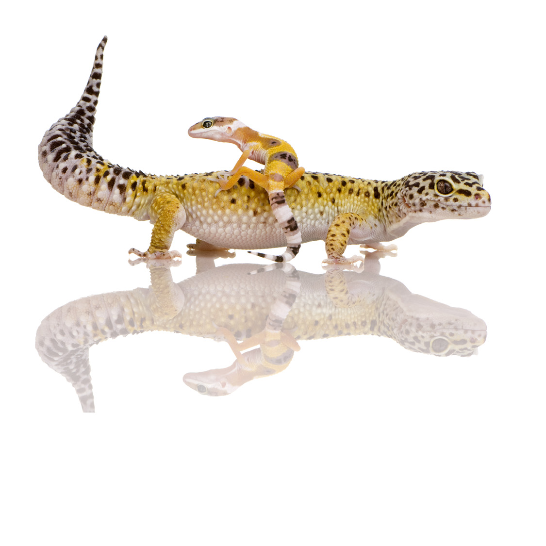 Leopard Gecko Monitor Lizard Panther Chameleon - photo 18