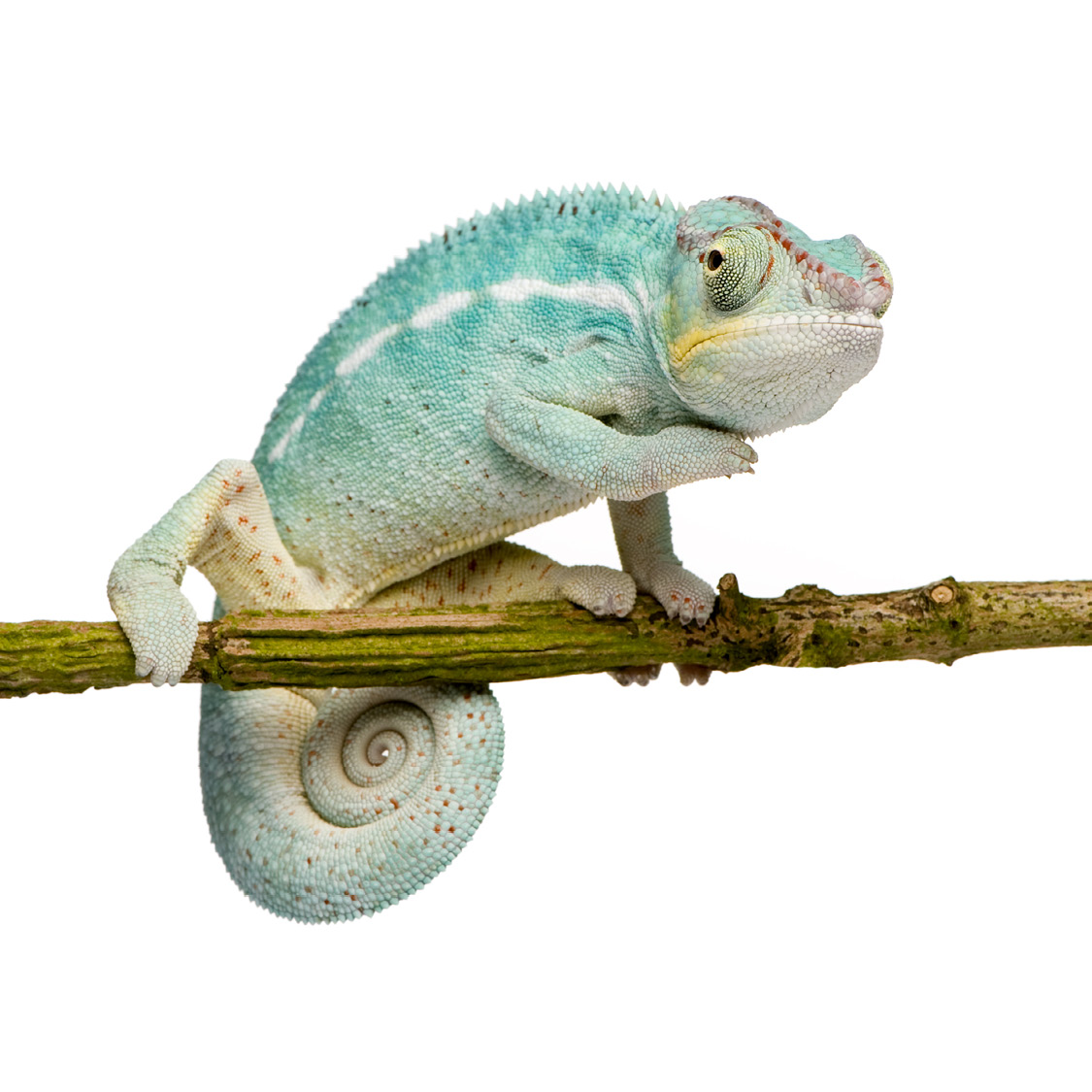 Young Chameleon SNAKES Albino Boa Constrictor - photo 25