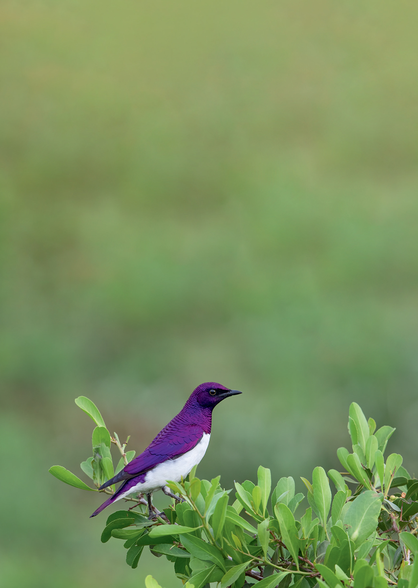 Over the past 20 years birding has surged in popularity both within South - photo 3