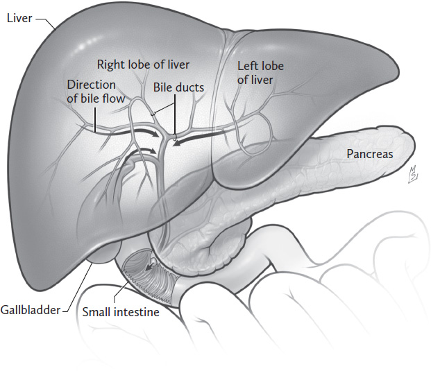 FIGURE 11 The liver gallbladder and pancreas TABLE 11 Important jobs of - photo 3