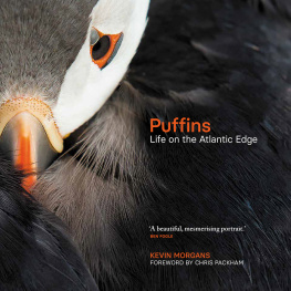 Kevin Morgans - Puffins: Life on the Atlantic Edge