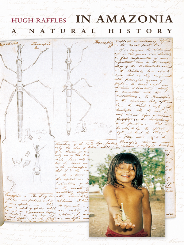 IN AMAZONIA IN AMAZONIA A N ATURAL H ISTORY HUGH RAFFLES PRINCETON UNIVERSITY - photo 1