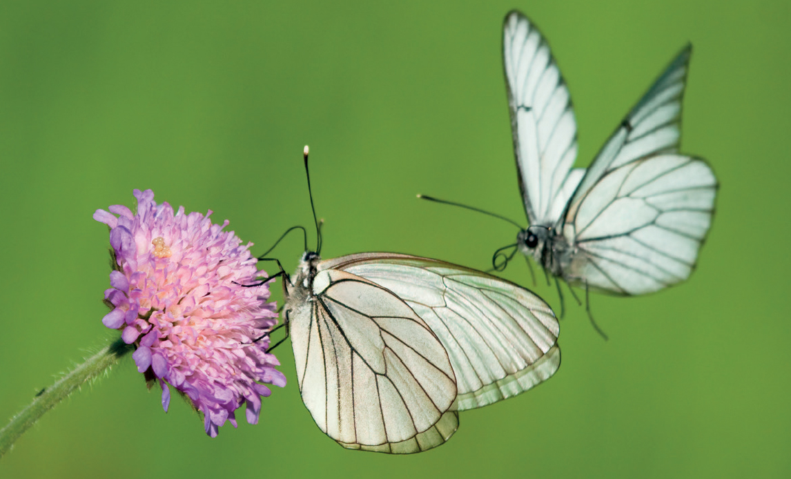 When setting out in search of butterflies for the first time you should not - photo 3