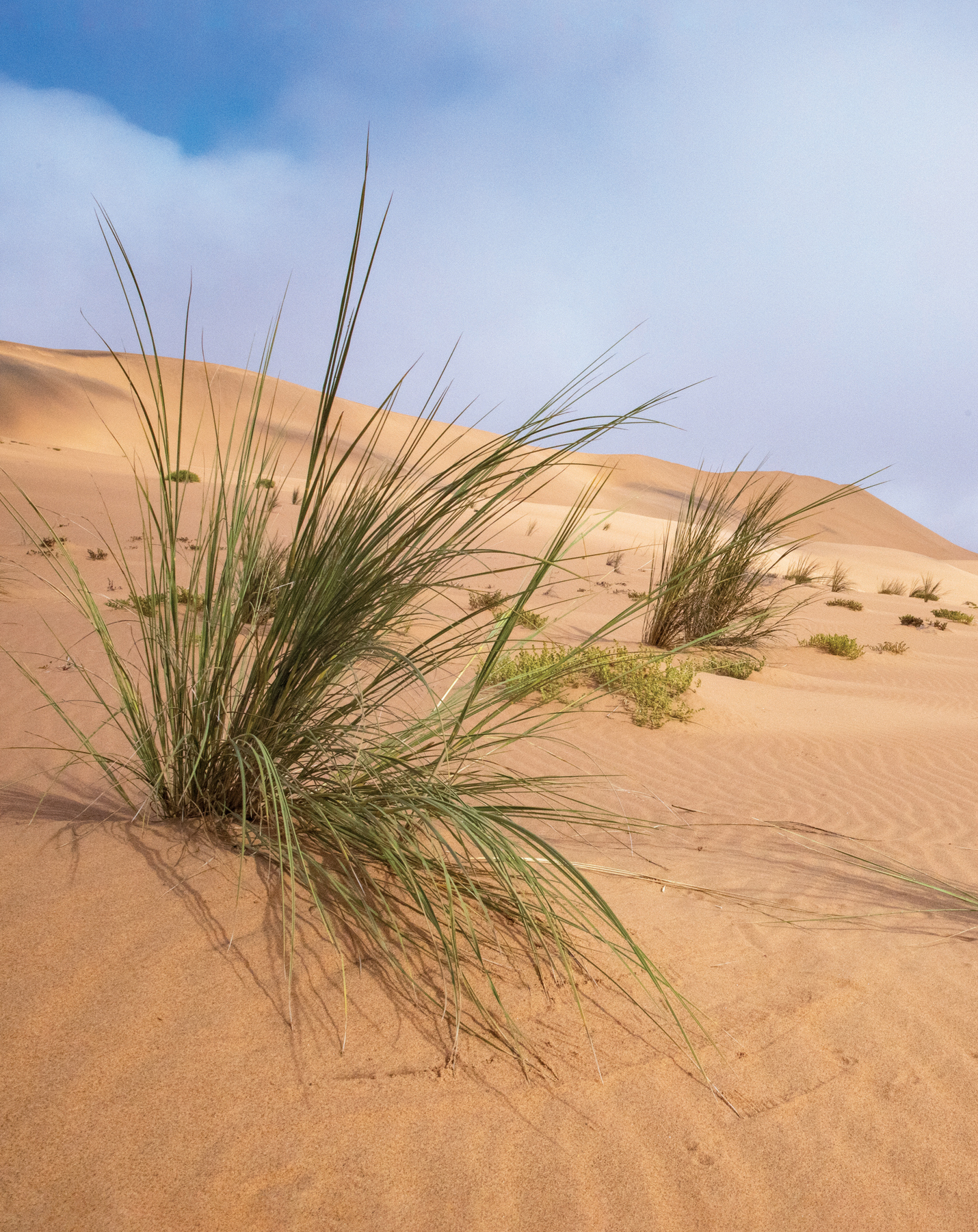 The grass Stipagrostis sabulicola grows along the lower slopes of dunes in the - photo 5