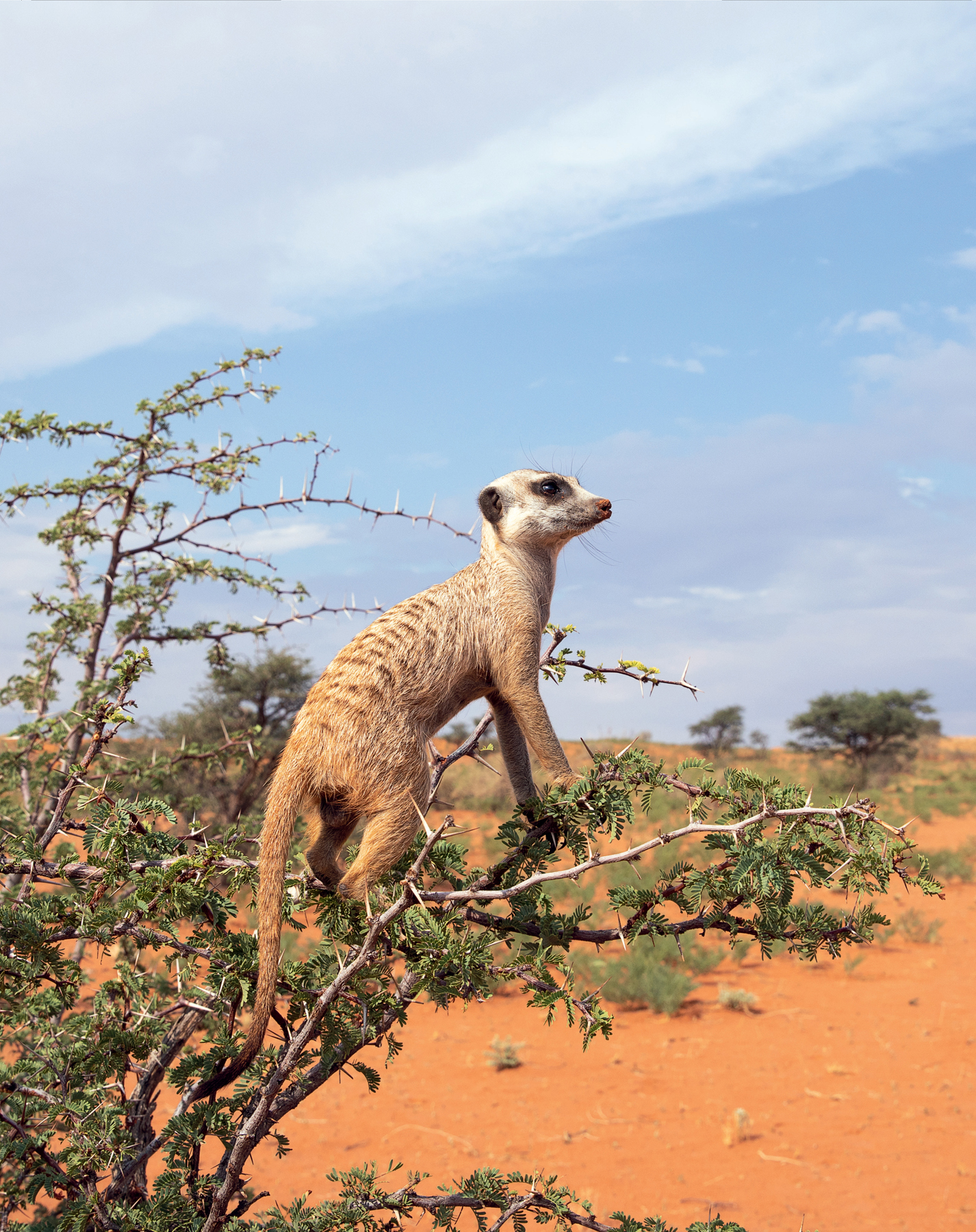 A meerkat having climbed up a camel thorn tree keeps a lookout for predators - photo 6