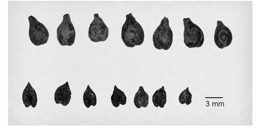 Figure 2 Examples of carbonized grape pips recovered through water - photo 4