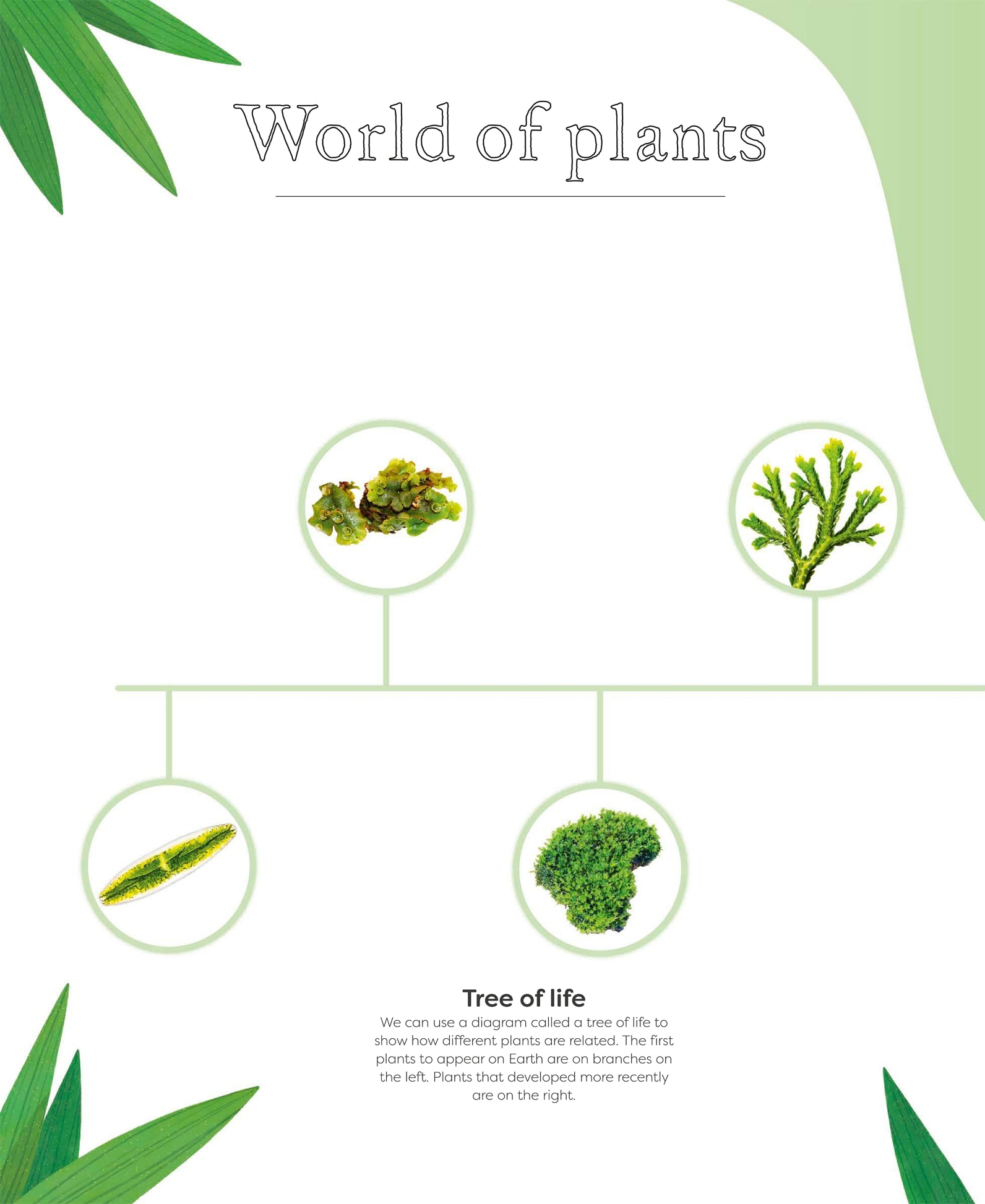 W or ld of plant s W or ld of plant s Plants are living things that almost - photo 7