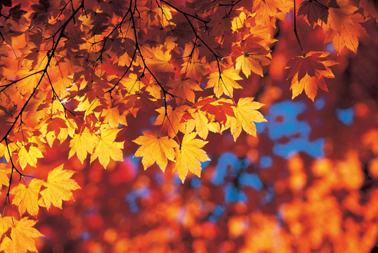 Fall foliage Leaf-peepers seek out the best spots to marvel at spectacular - photo 10