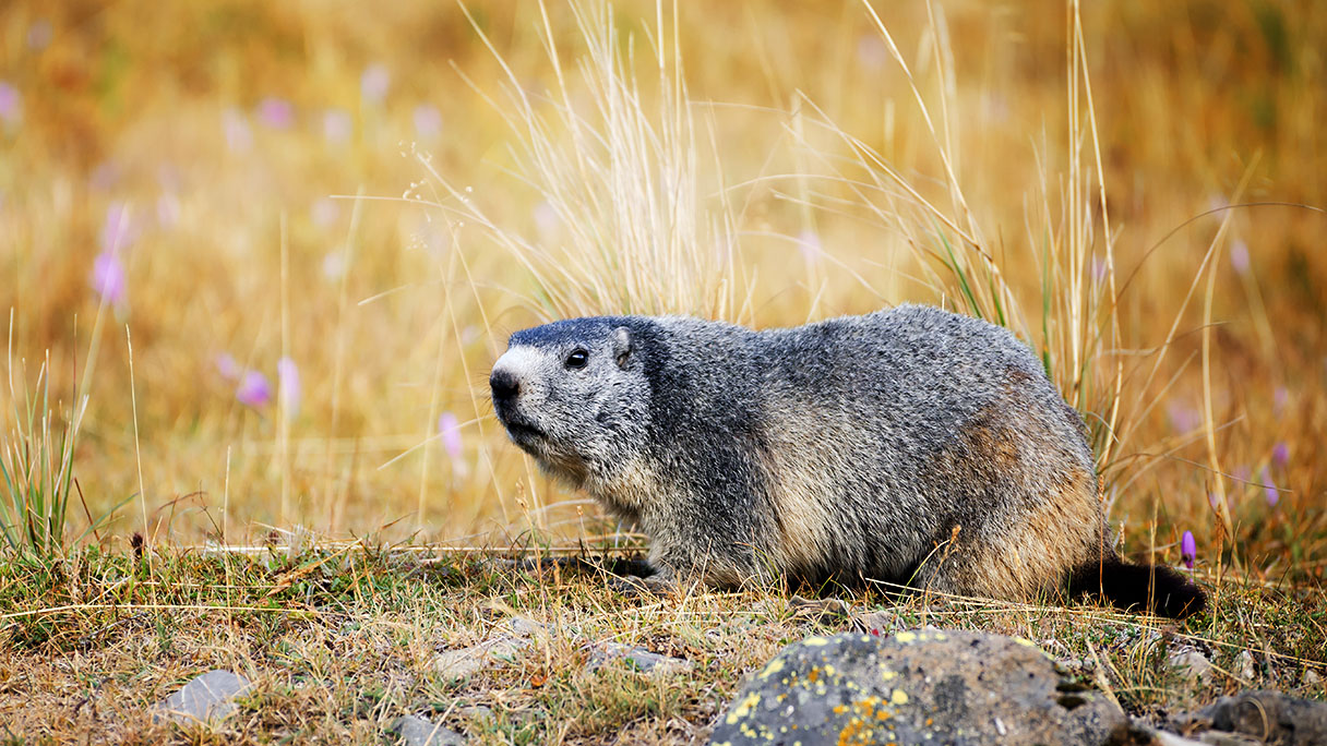 ALESSANDRO CRISTIANOSHUTTERSTOCK f Wildlife France is blessed with an - photo 14