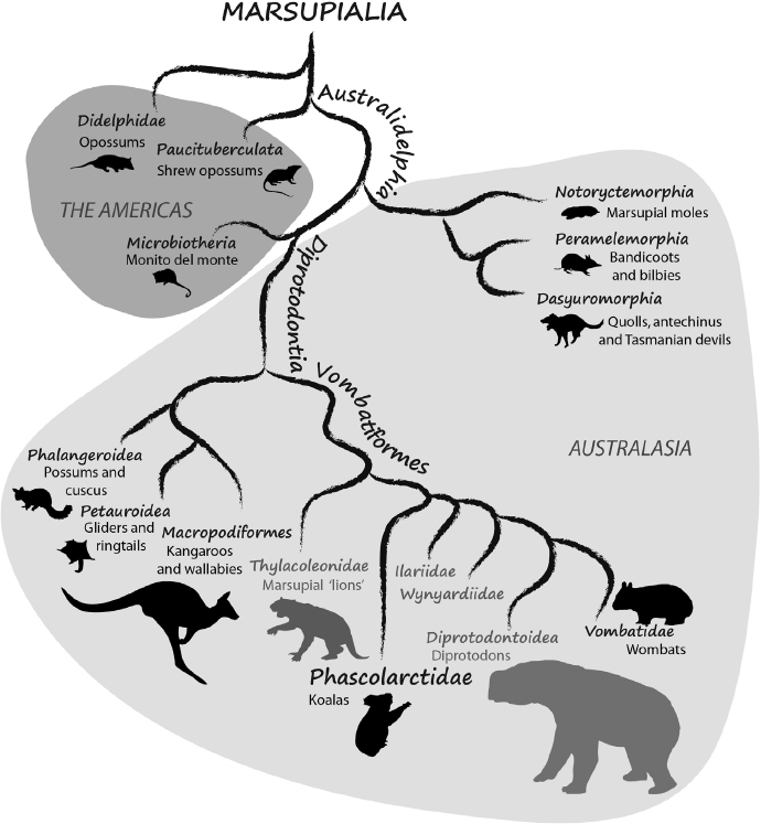 The koala family tree with common names and illustrations of representative - photo 4