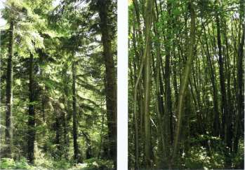 Softwood trees in a young forest Beech coppice woodland the tree is cut at - photo 14