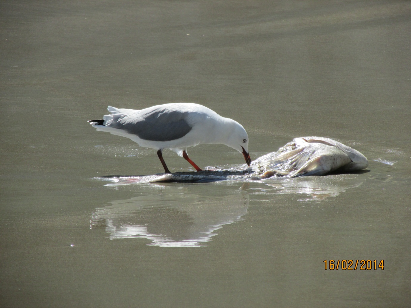 Gisborne New Zealand - photo 17