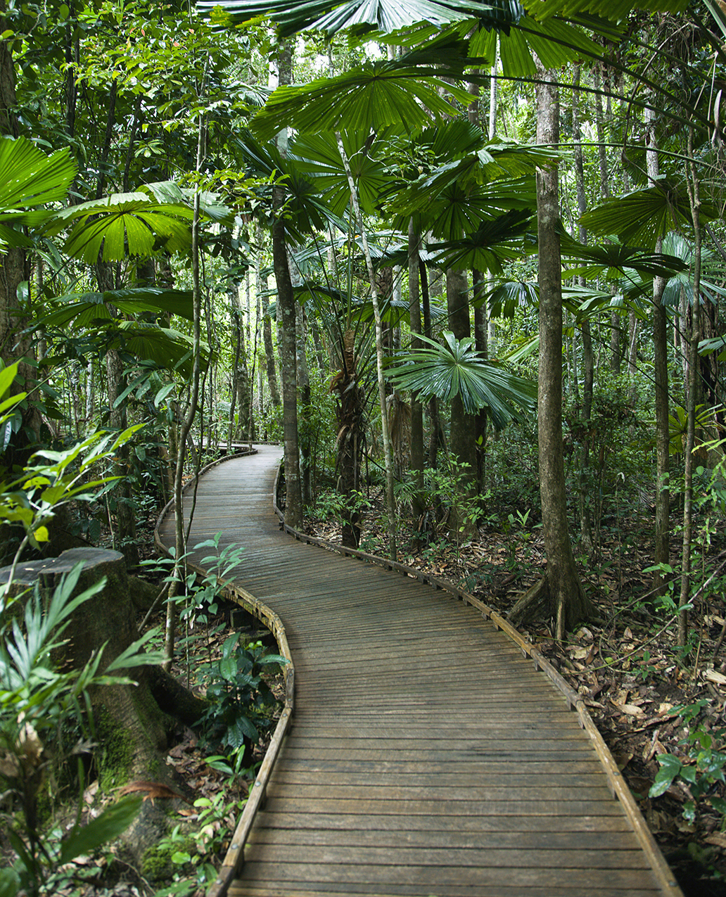 Daintree Rainforest Queenslands ancient forest RON CHAPPLE STUDIOSGETTY - photo 8