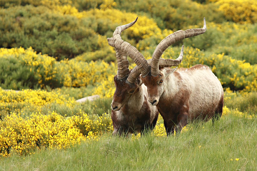 PATJOSHUTTERSTOCK g WILDLIFE Spain is blessed with an incredibly rich - photo 14