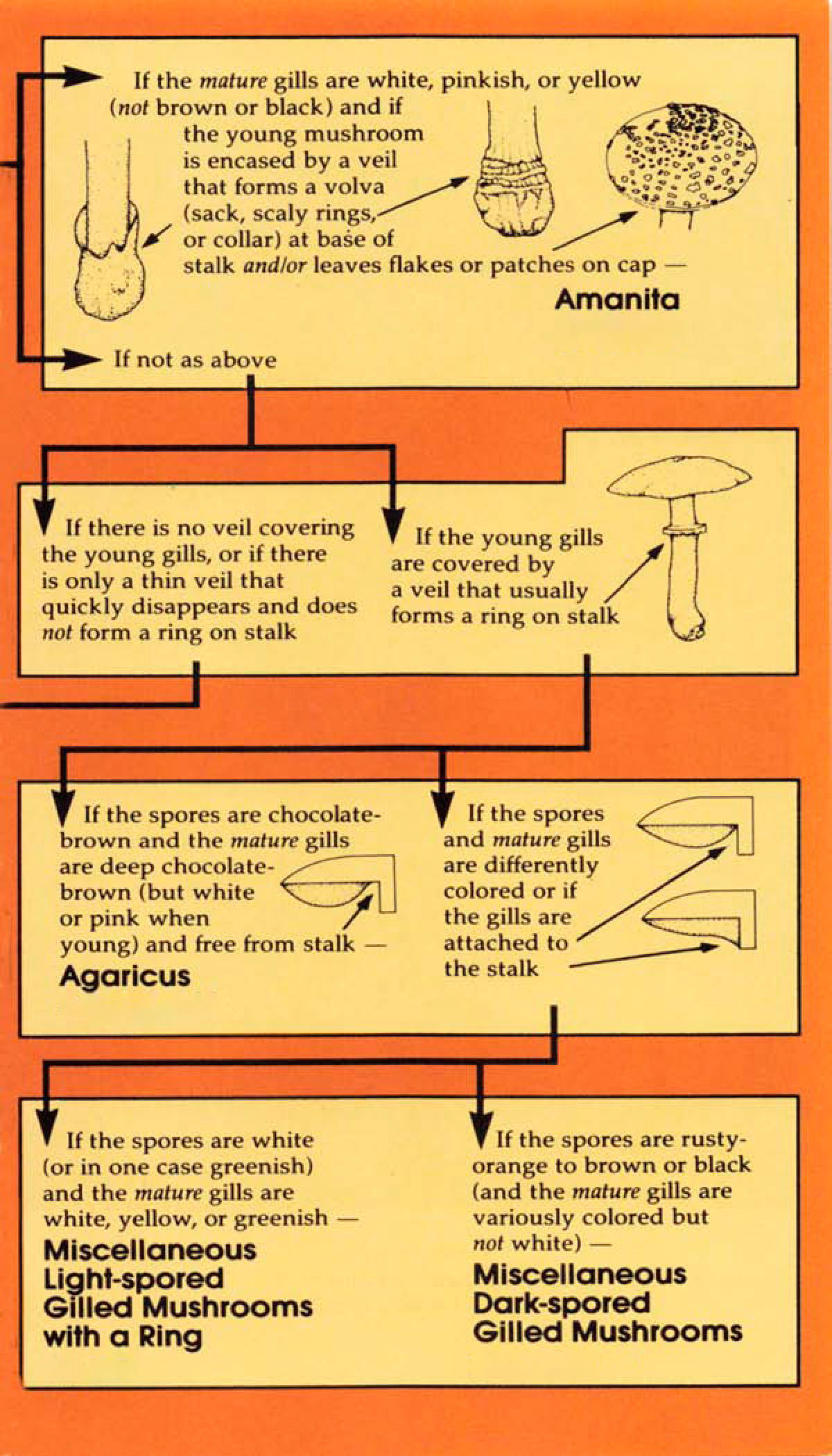 Copyright 1991 by David Arora All rights reserved Published in the United - photo 4