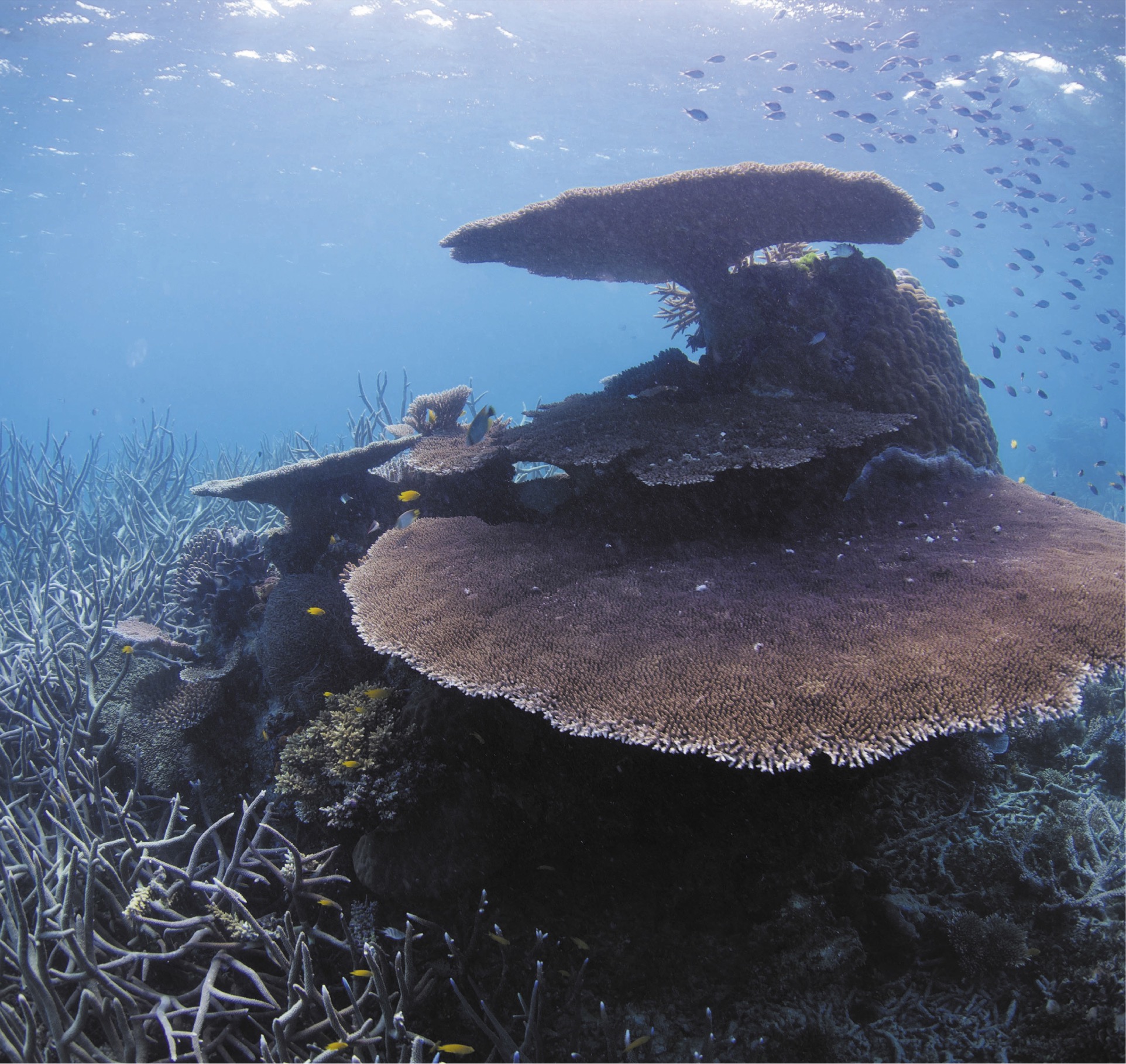 Healthy corals growing in a variety of shapes provide ample habitat for fish - photo 8